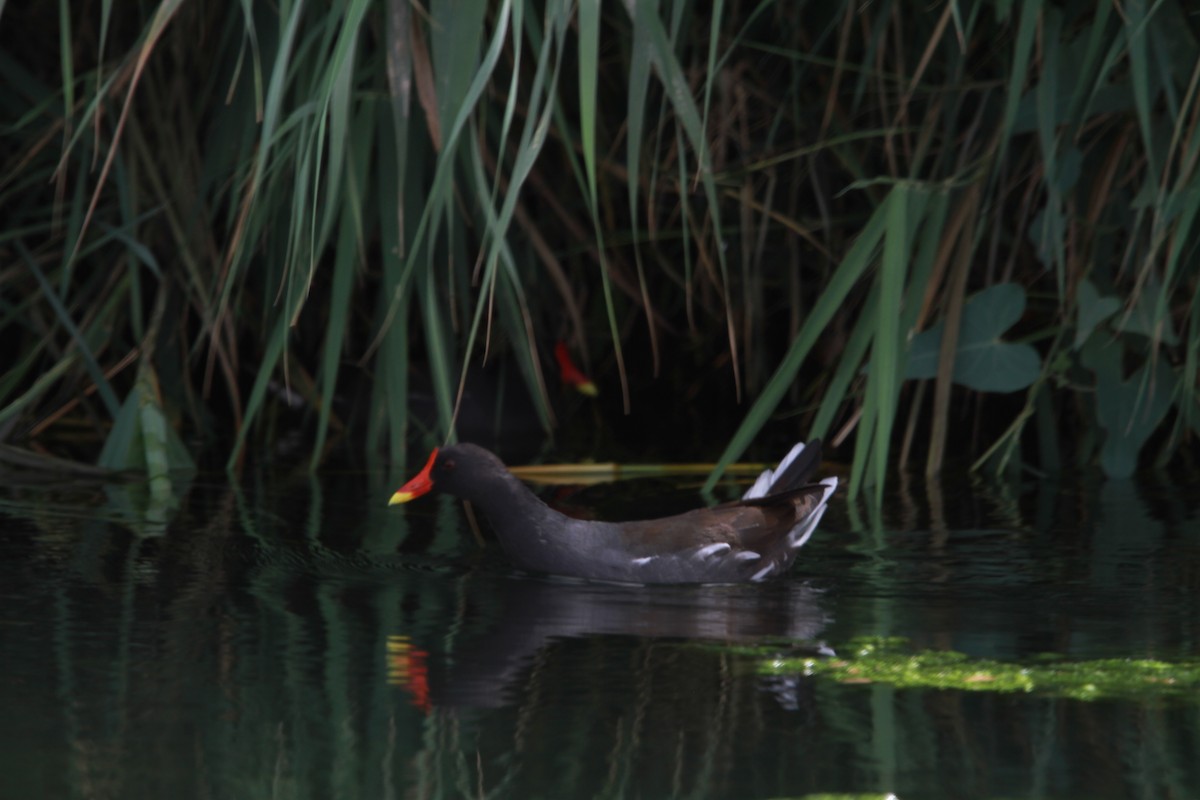 Gallinule poule-d'eau - ML99737191