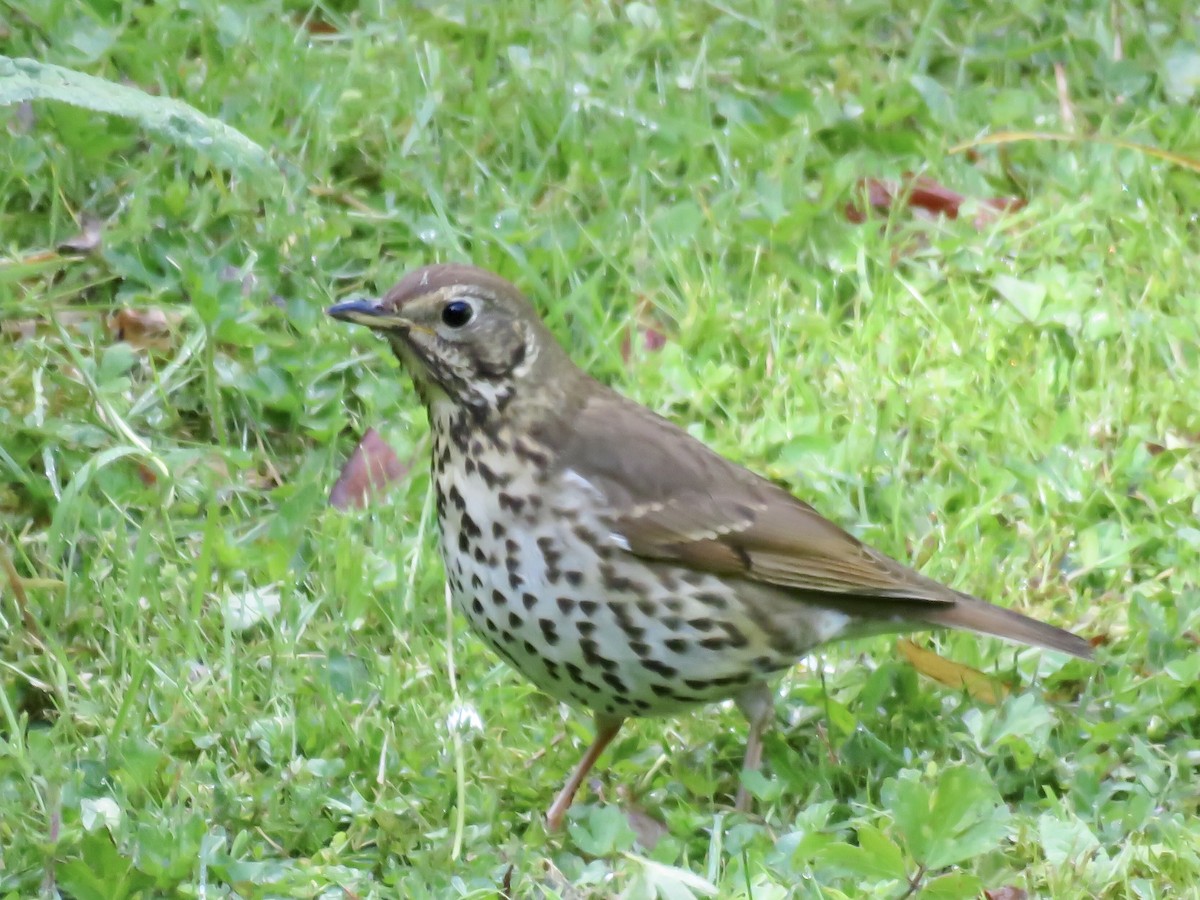 Song Thrush - Steve McInnis