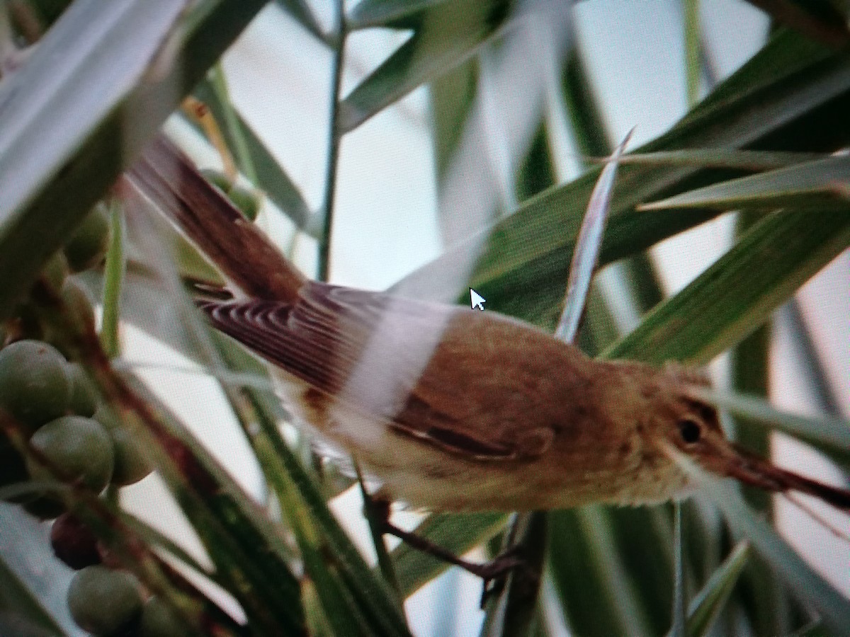 Common Reed Warbler (Caspian) - ML99738091