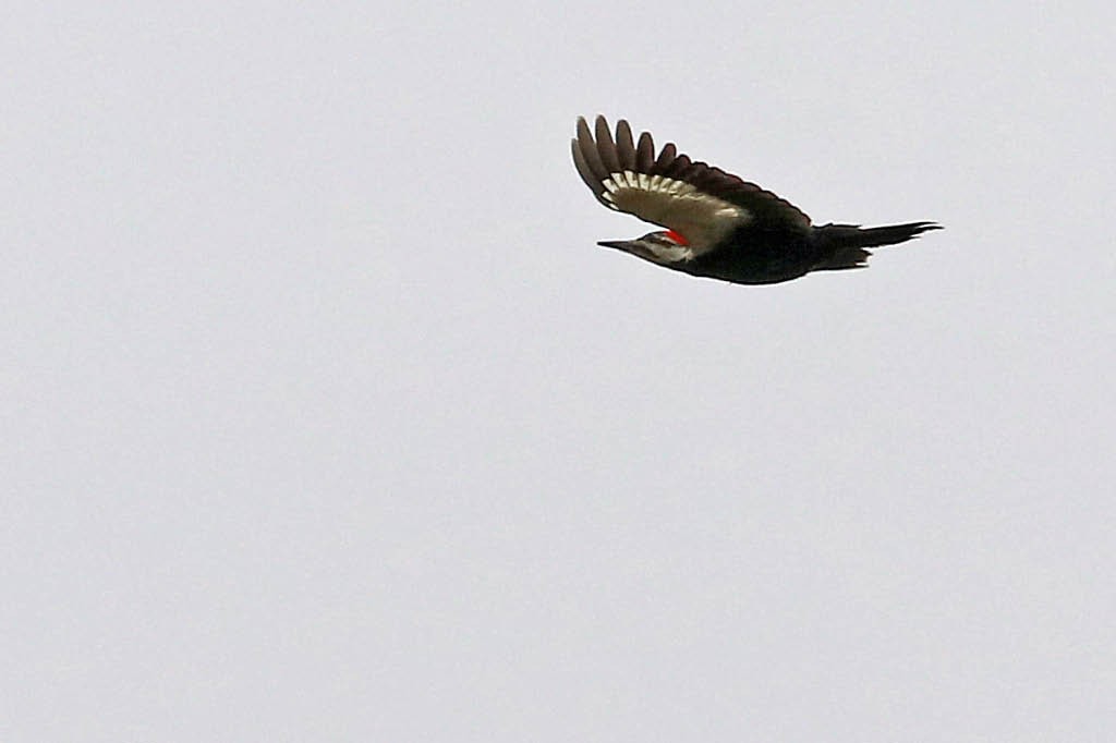Pileated Woodpecker - BirdClass 2019