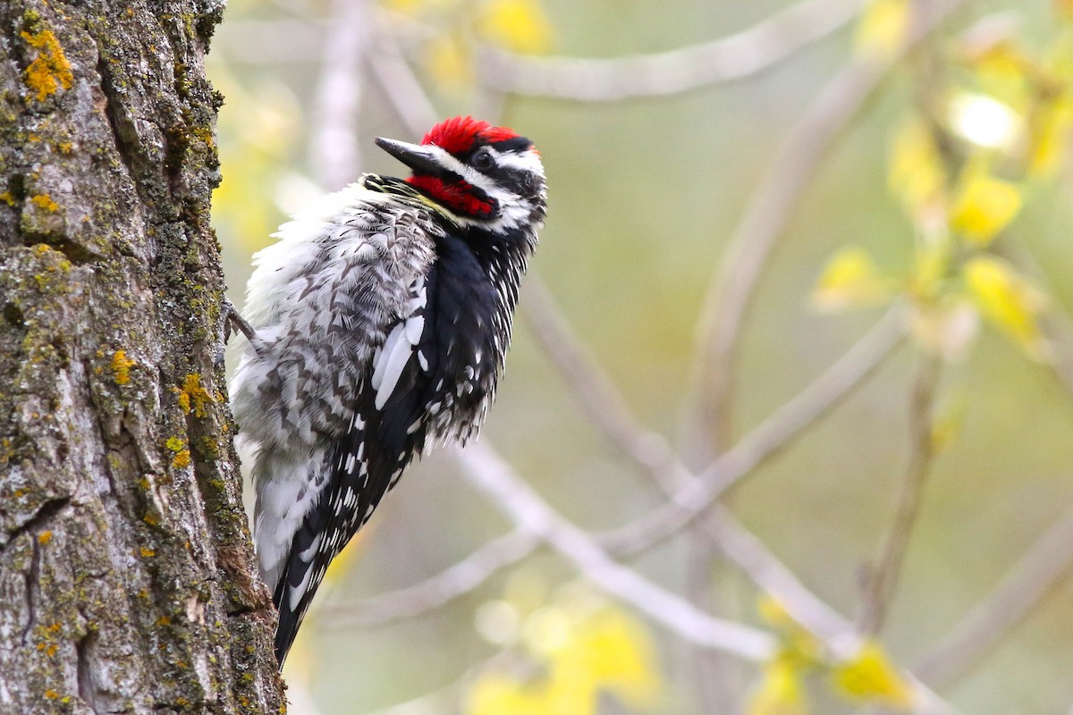 Yellow-bellied Sapsucker - ML99738641