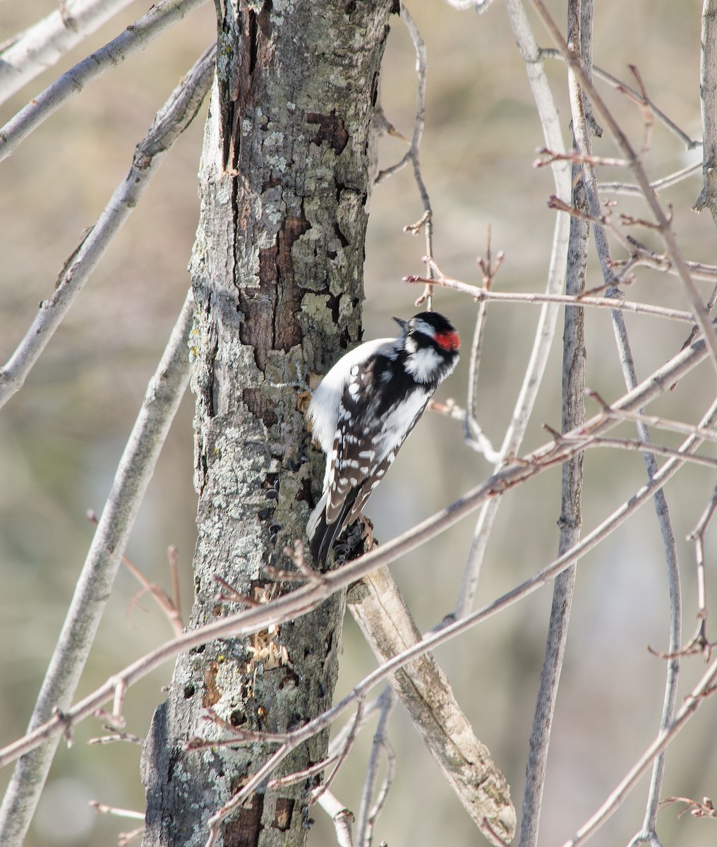 Downy Woodpecker - ML99739361