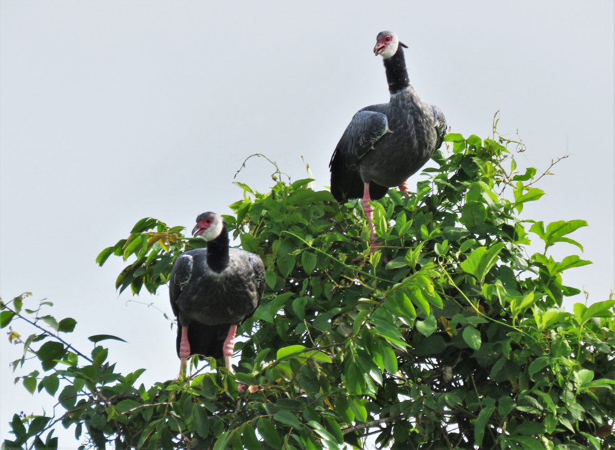 Northern Screamer - Gabriel Camilo Jaramillo Giraldo