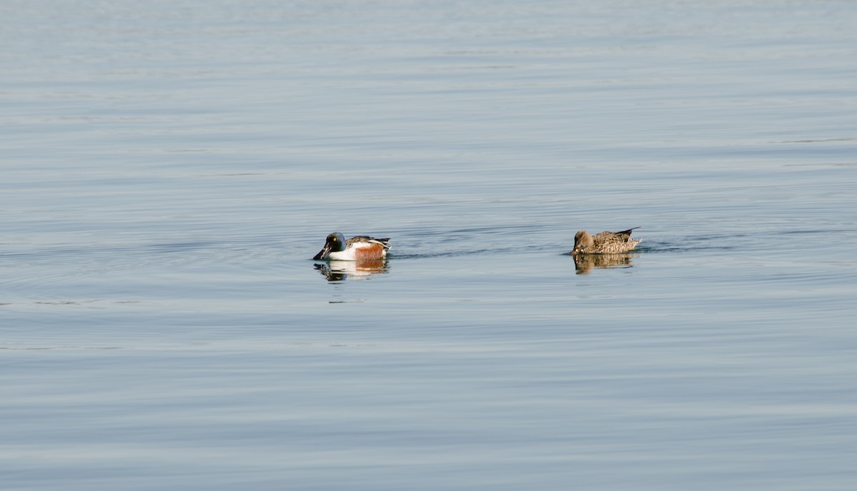 Northern Shoveler - ML99739921