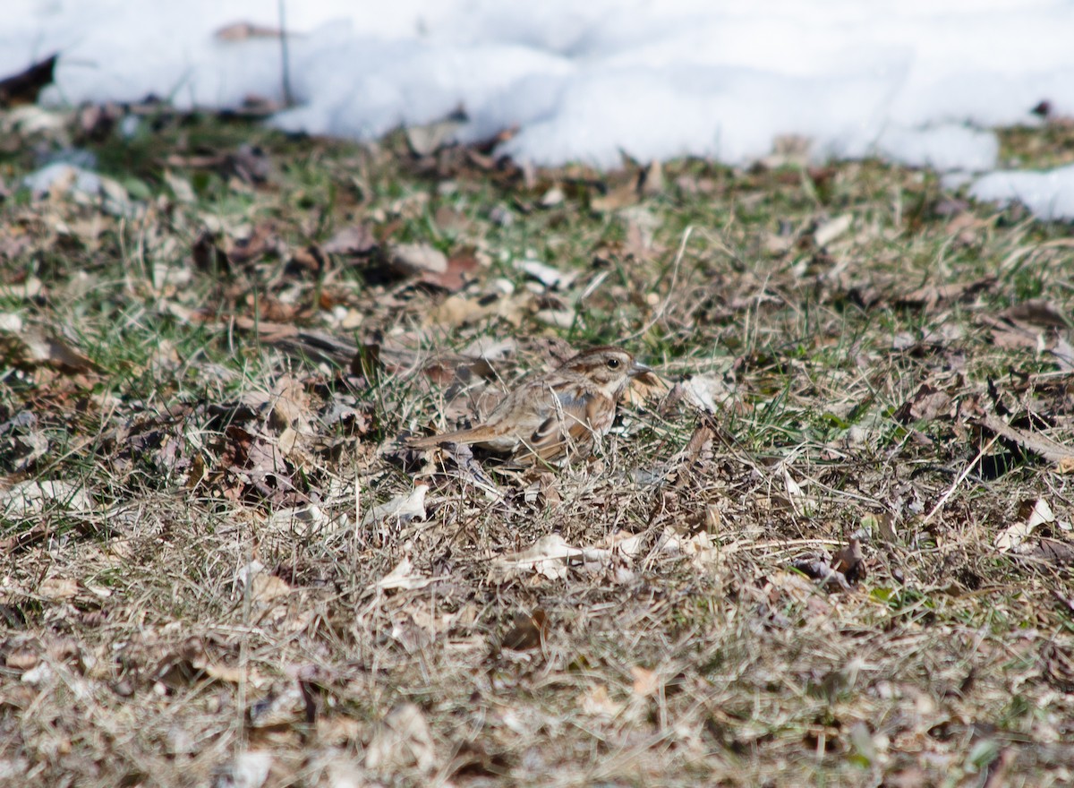 Song Sparrow - ML99740221