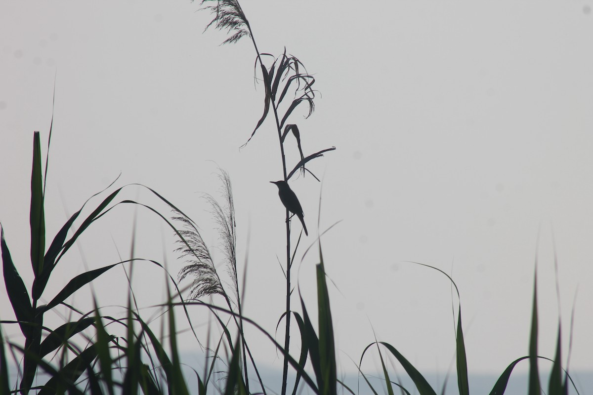 Clamorous Reed Warbler - ML99740751