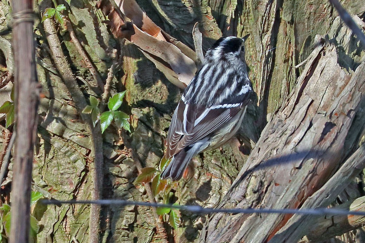 Black-and-white Warbler - BirdClass 2019