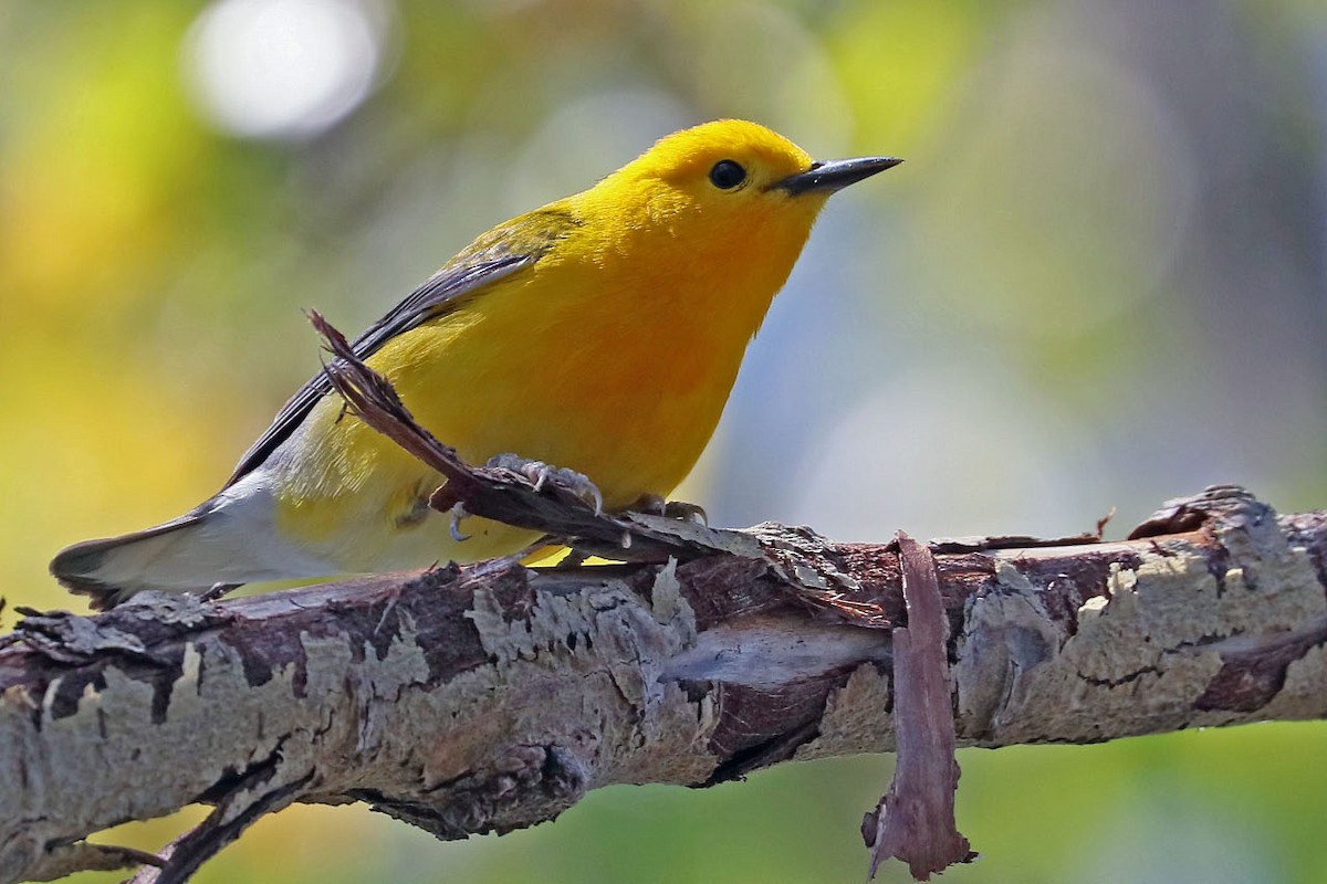 Prothonotary Warbler - BirdClass 2019