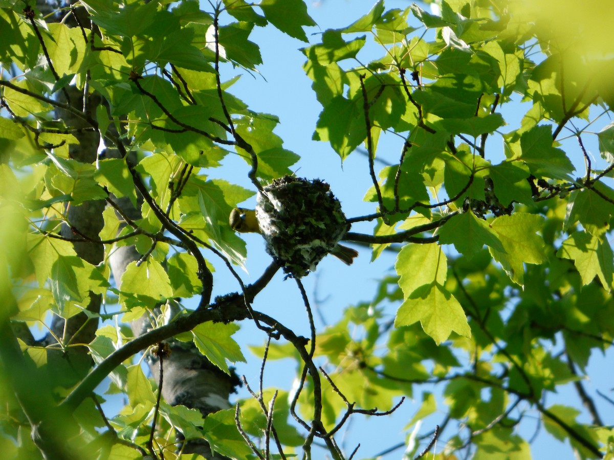 Yellow-throated Vireo - ML99741031