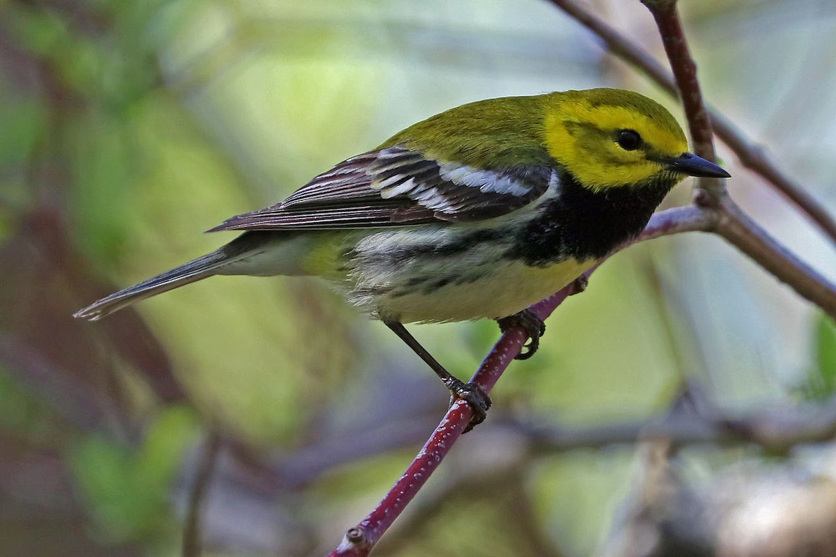 Black-throated Green Warbler - BirdClass 2019