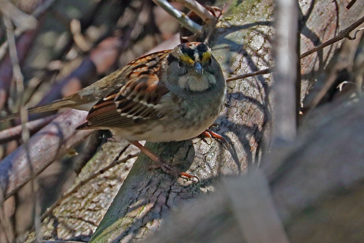 White-throated Sparrow - BirdClass 2019