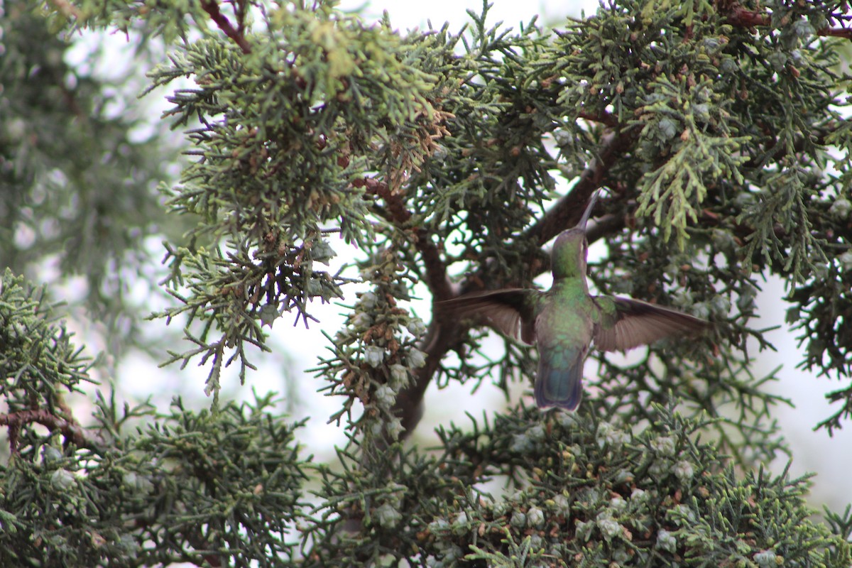 Colibrí Piquiancho Común - ML99742131