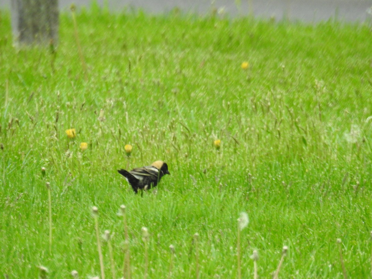 bobolink americký - ML99743021