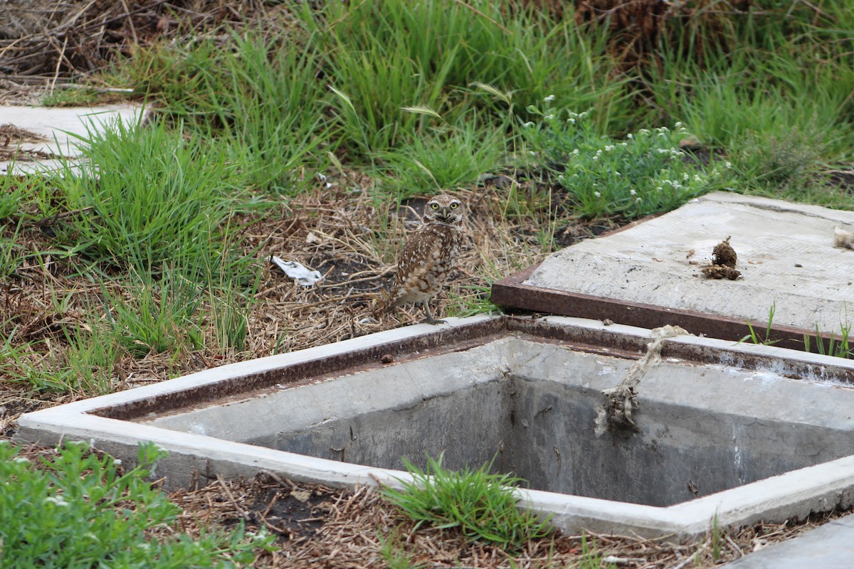 Burrowing Owl - ML99745081