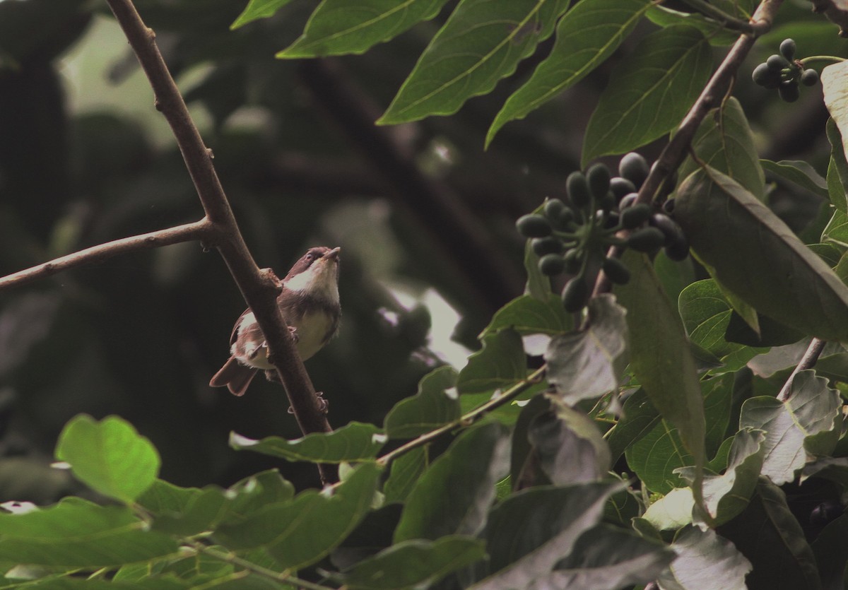 Dohrn's Thrush-Babbler - ML99745101