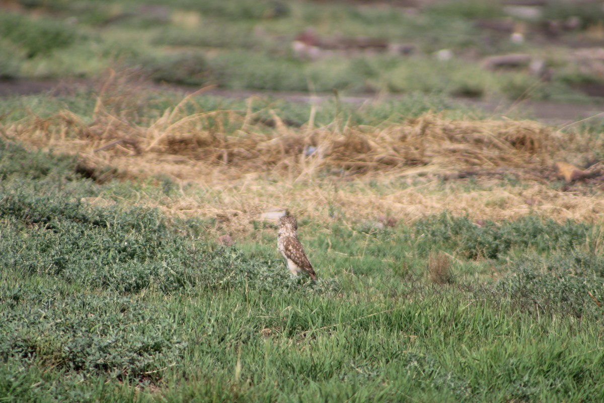 Mochuelo de Madriguera - ML99746601