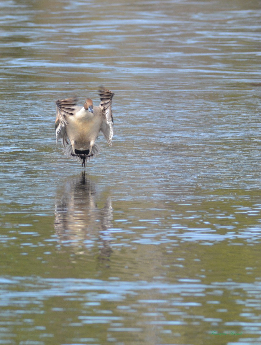 Northern Pintail - François Hamel