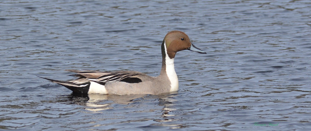 Northern Pintail - ML99746931