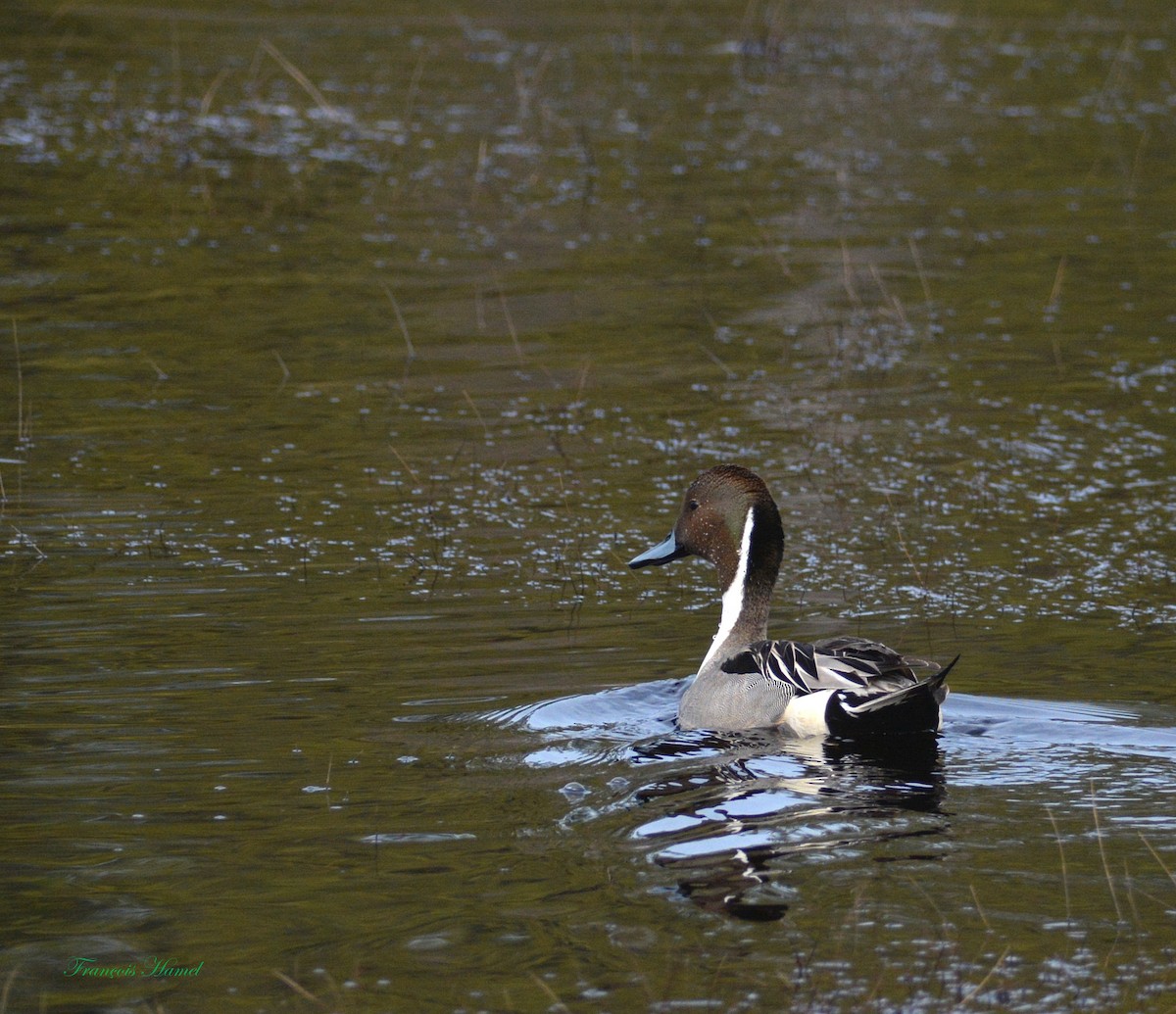 Canard pilet - ML99746951