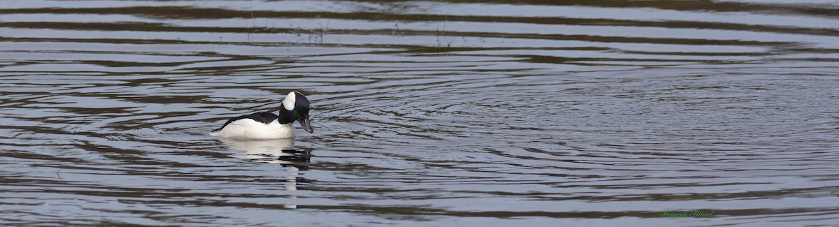 Bufflehead - François Hamel