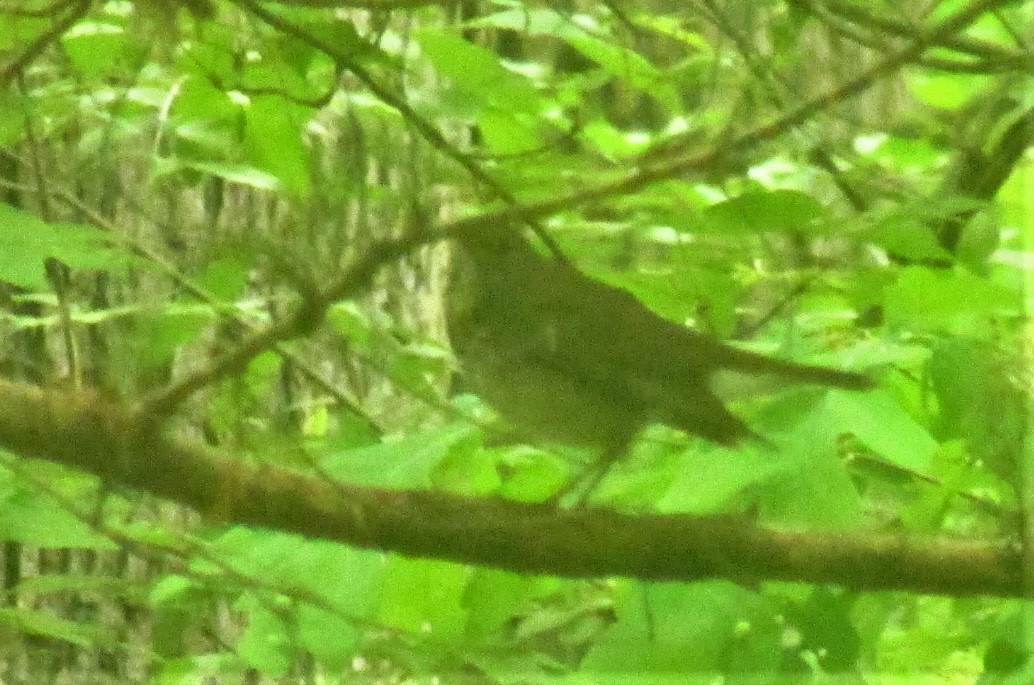 Gray-cheeked/Bicknell's Thrush - Charlie Barnard Jr.