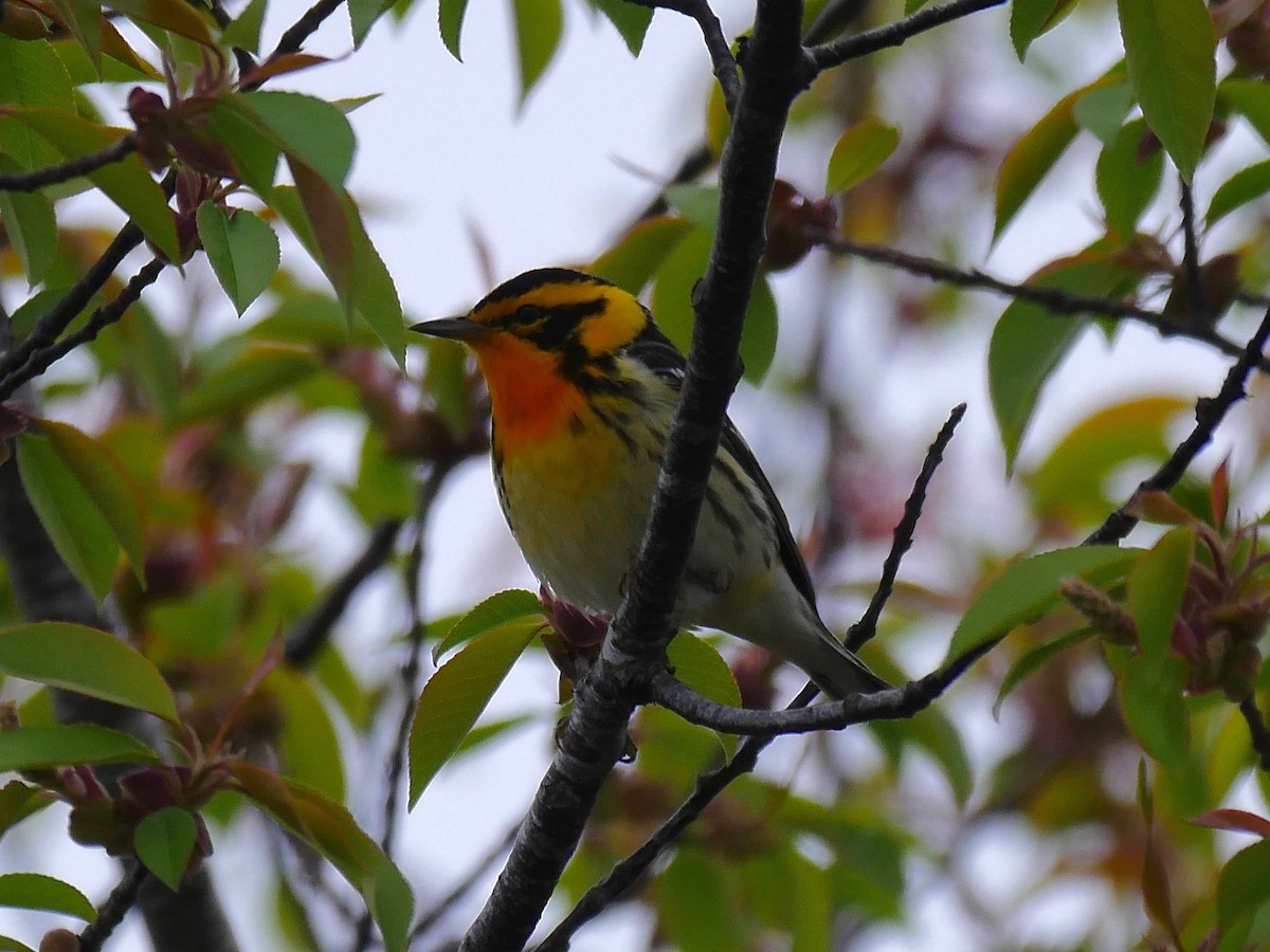 Blackburnian Warbler - ML99748241