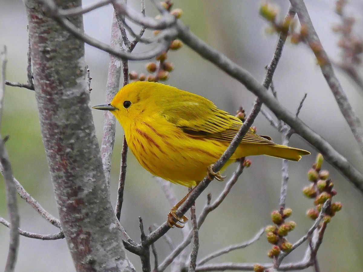 Yellow Warbler - ML99748261