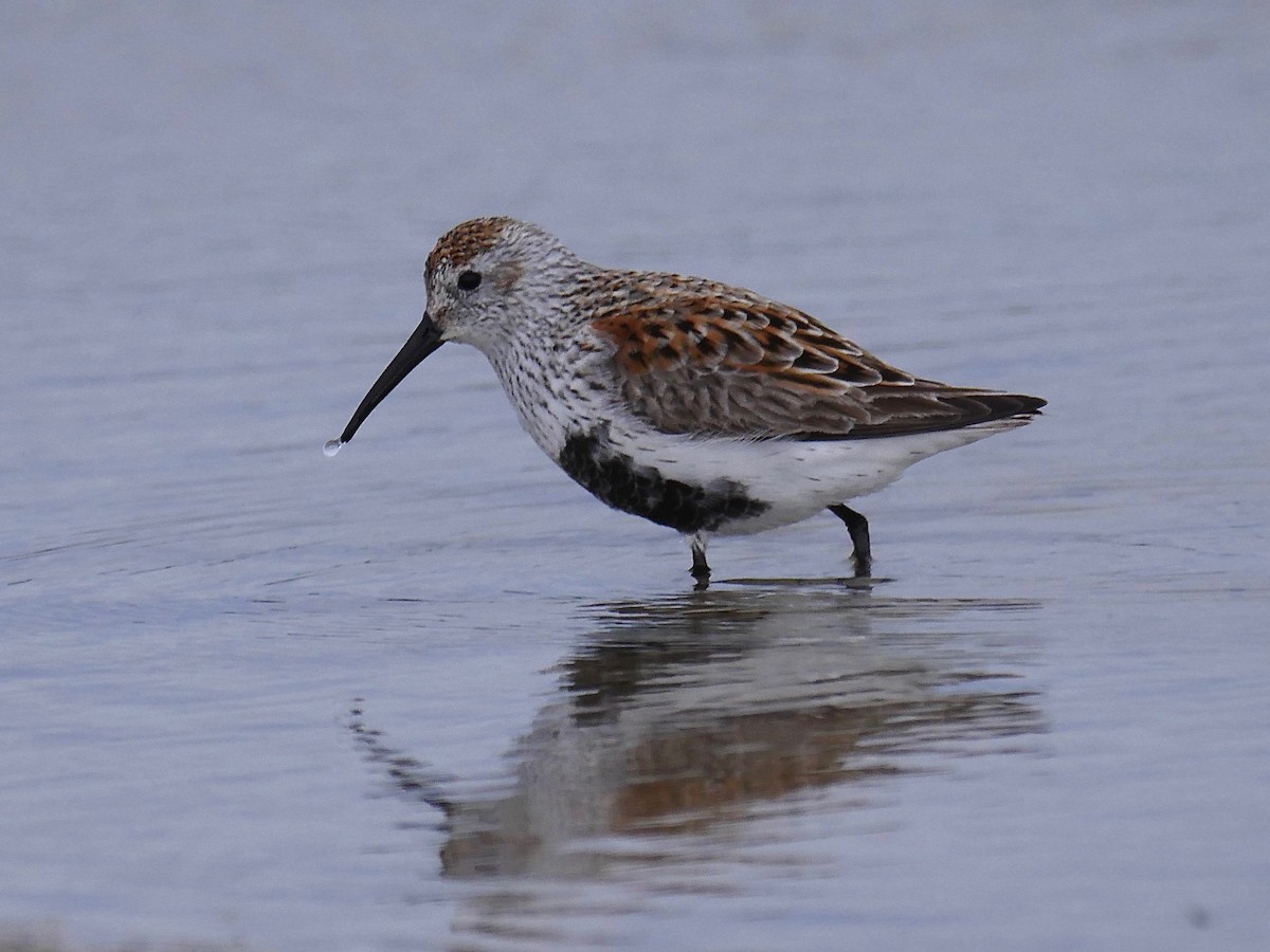 Dunlin - ML99748291