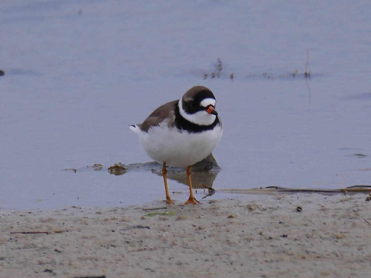 Semipalmated Plover - ML99748321