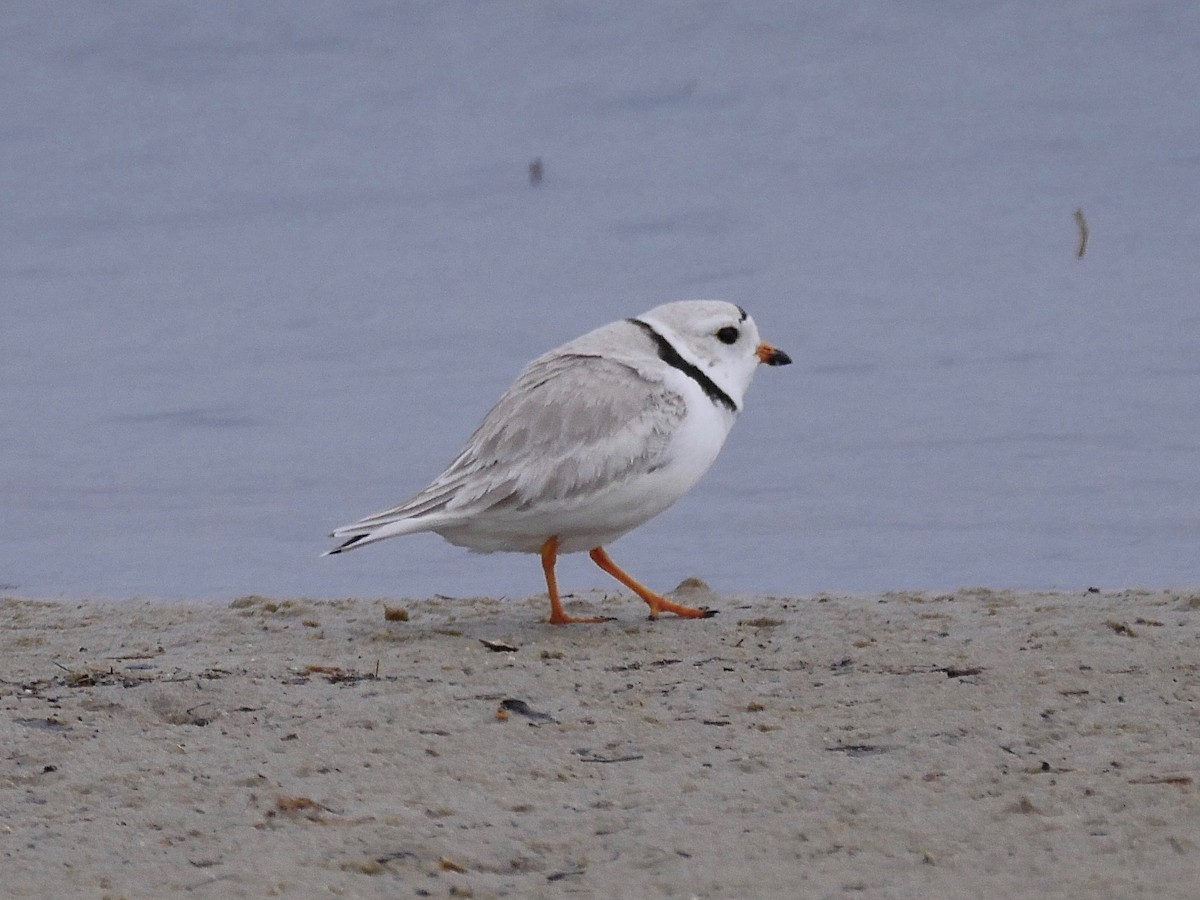 Piping Plover - ML99748341