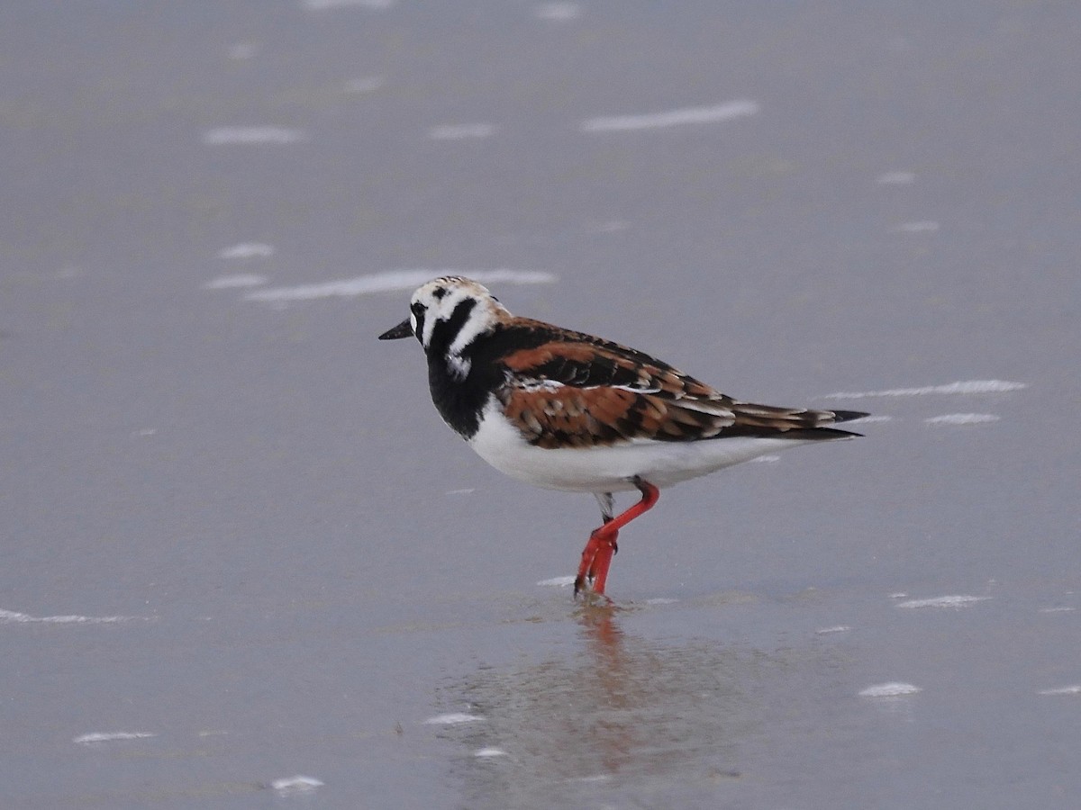 Ruddy Turnstone - ML99748481