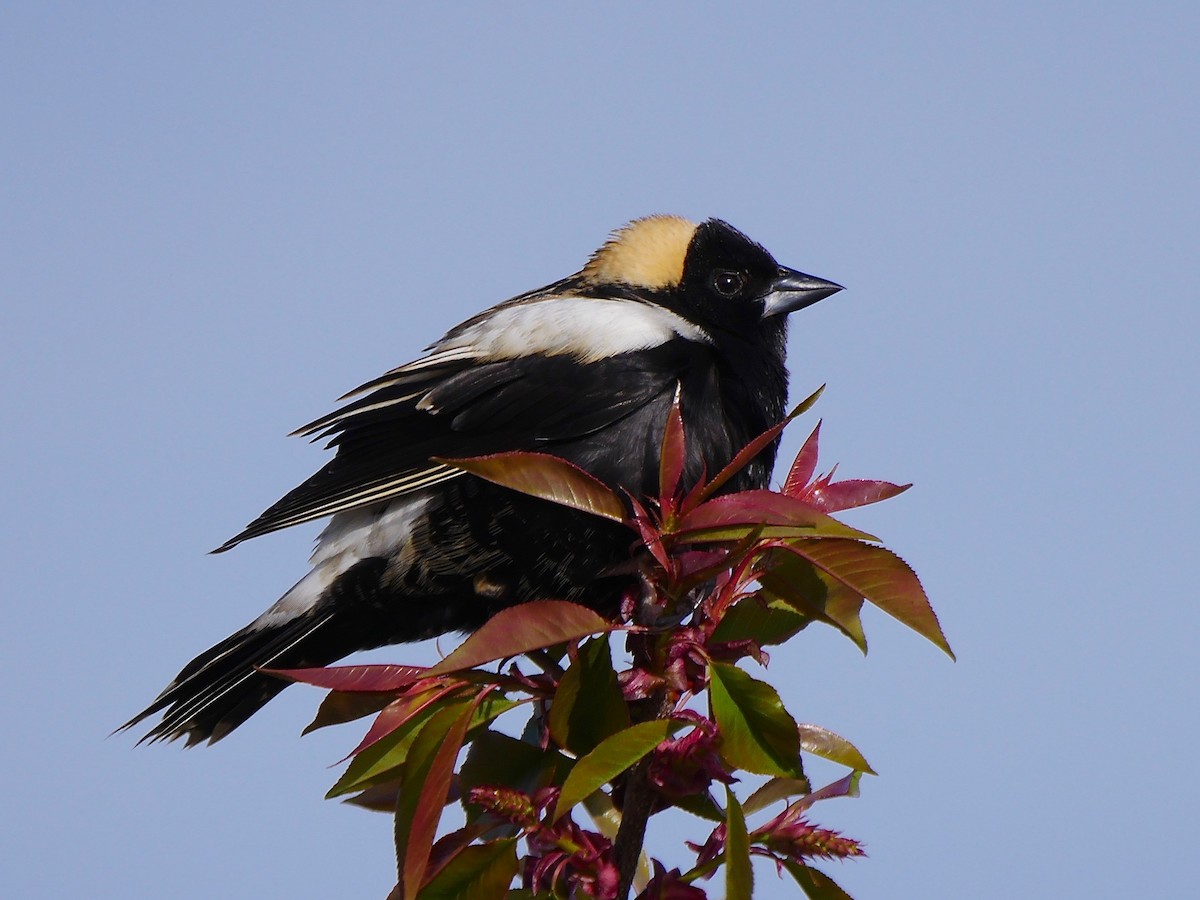 bobolink - ML99748531