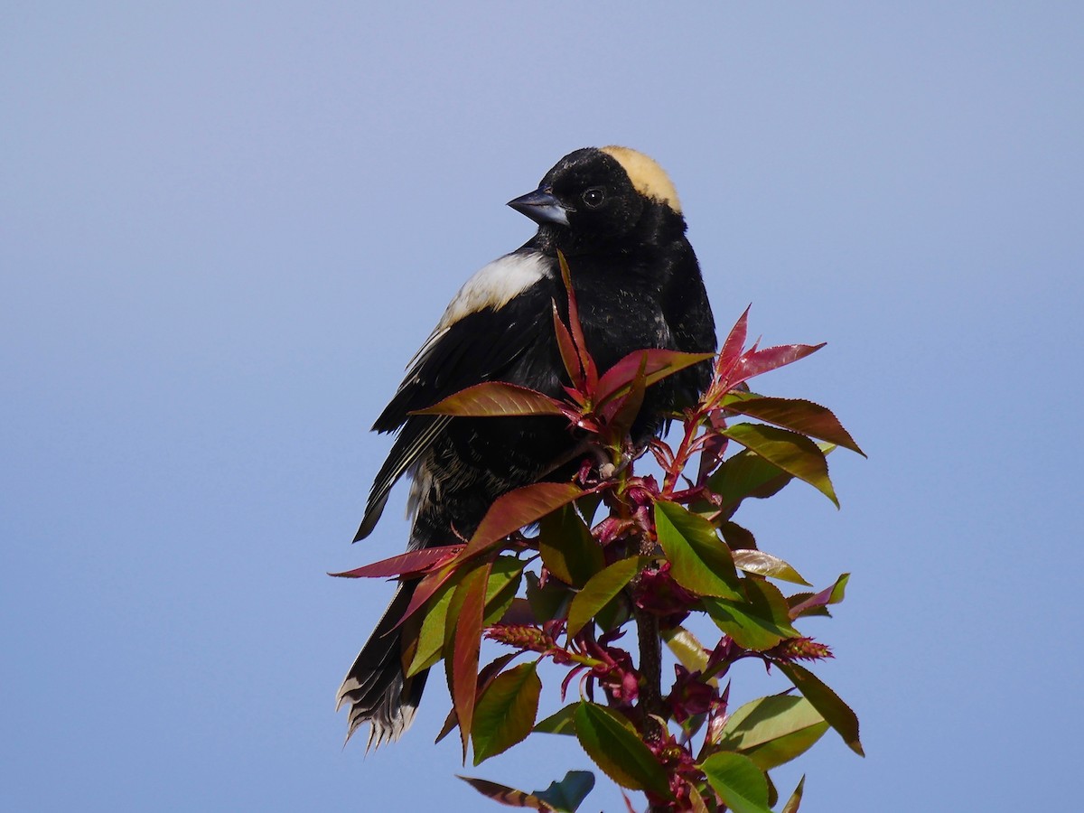 bobolink - ML99748541