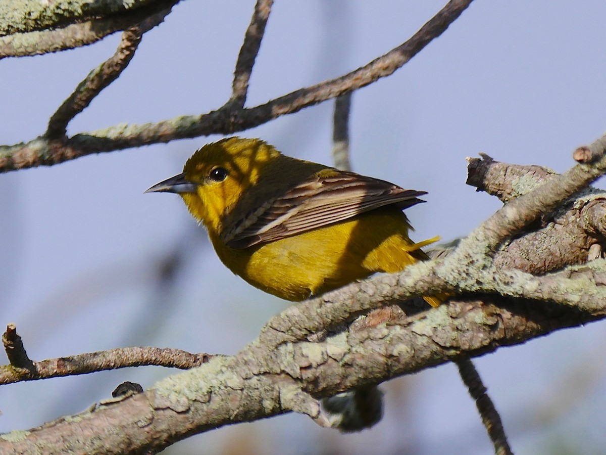 Orchard Oriole - ML99748611