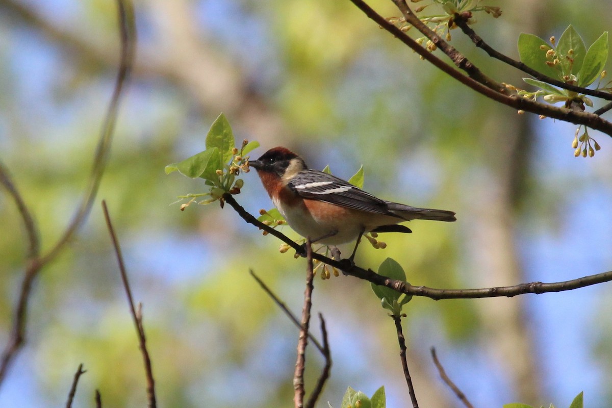 Bay-breasted Warbler - ML99749051