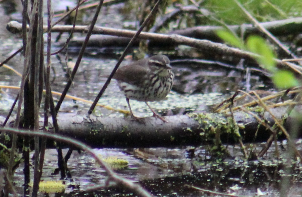 Northern Waterthrush - ML99749361