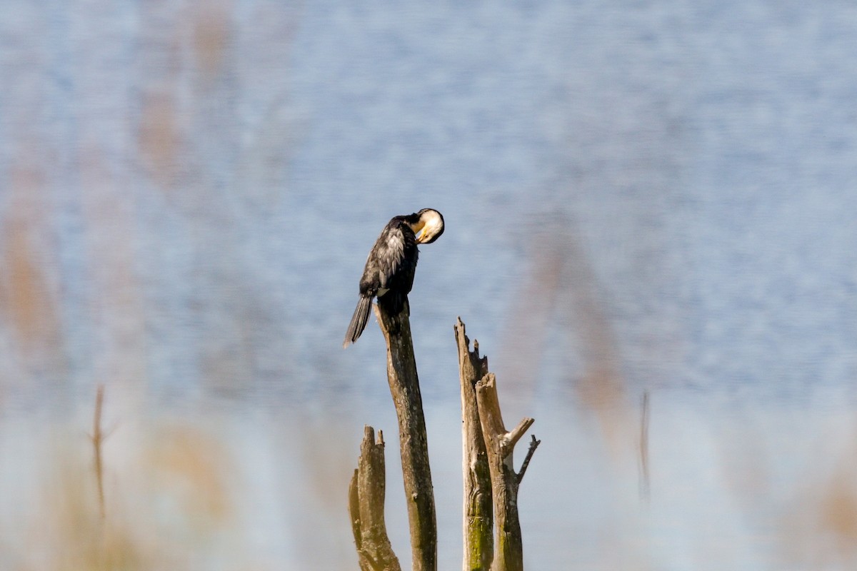 Cormorán Piquicorto - ML99749531