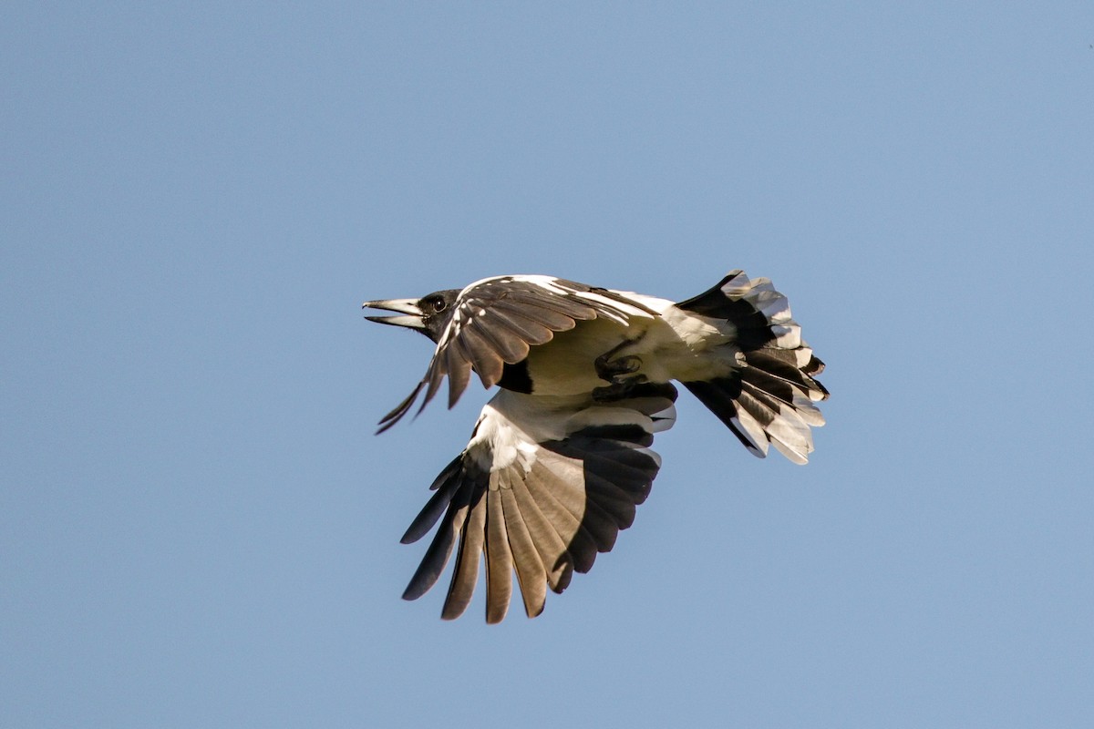 Pied Butcherbird - ML99749941