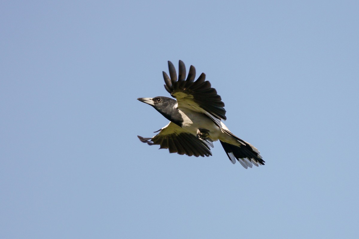 Pied Butcherbird - ML99749951