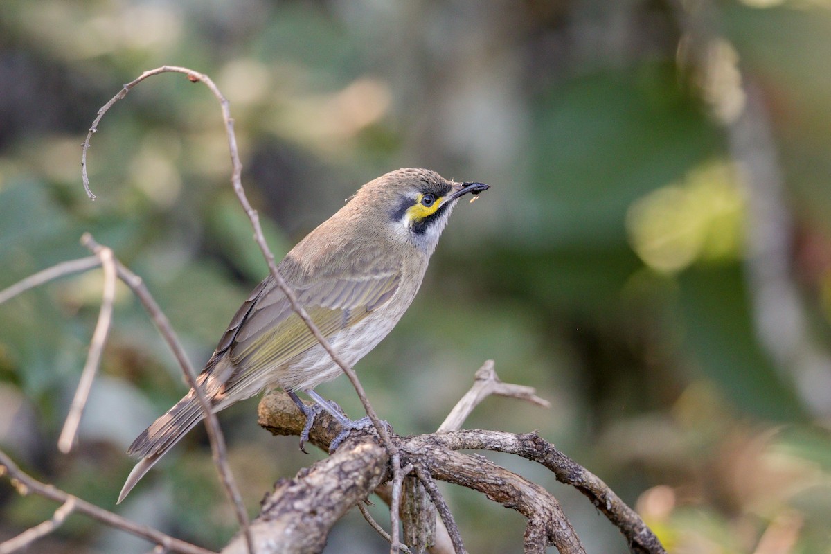 Yellow-faced Honeyeater - ML99749991