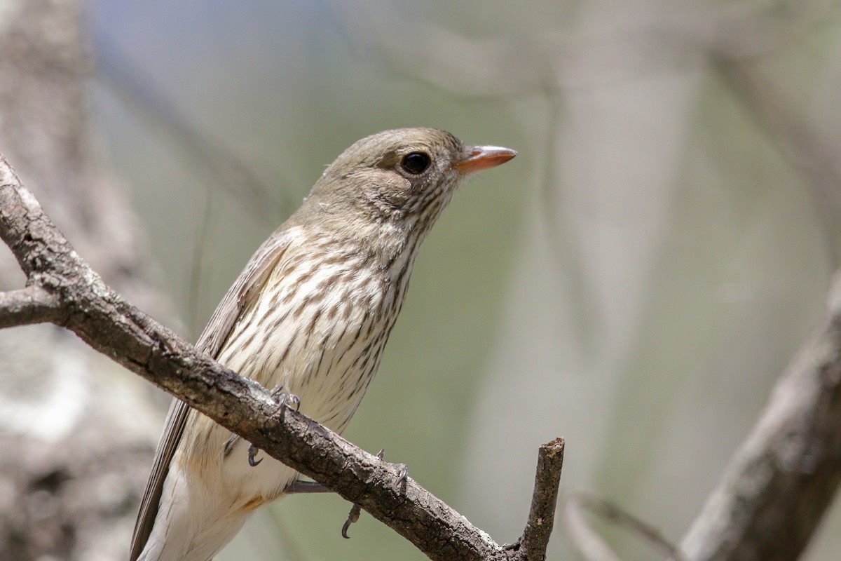 Rufous Whistler - Tommy Pedersen