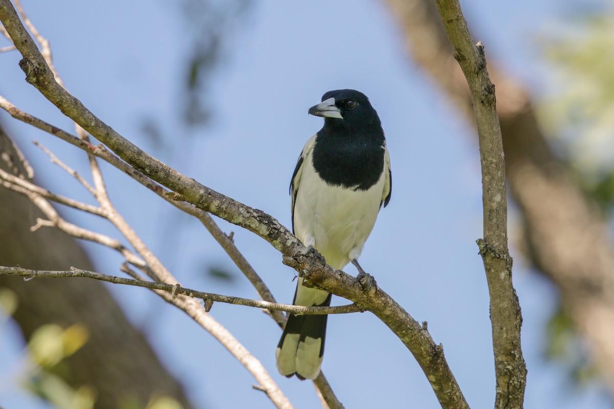 Pied Butcherbird - ML99750051