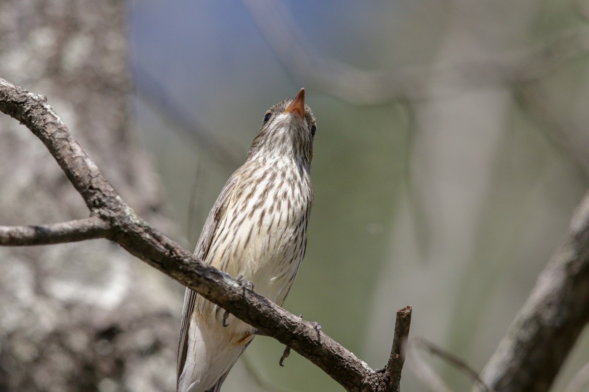 Rufous Whistler - ML99750081