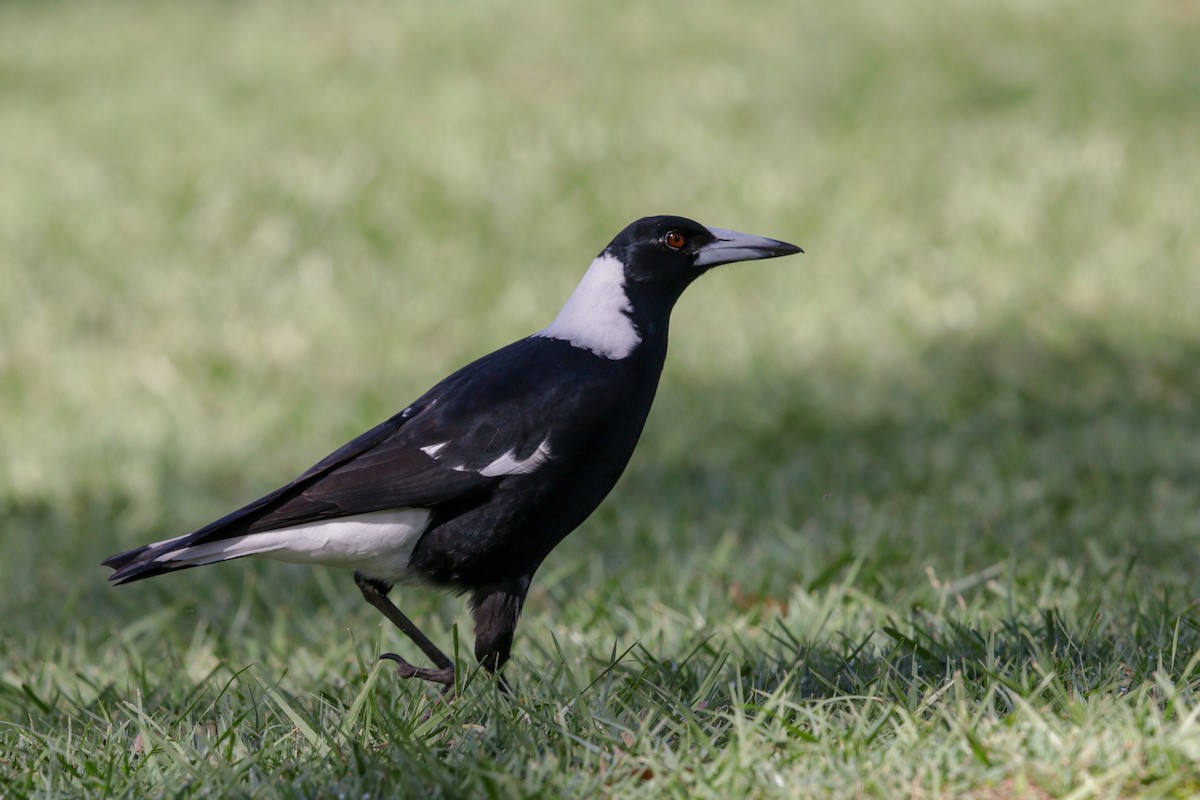 Australian Magpie (Black-backed) - ML99750121