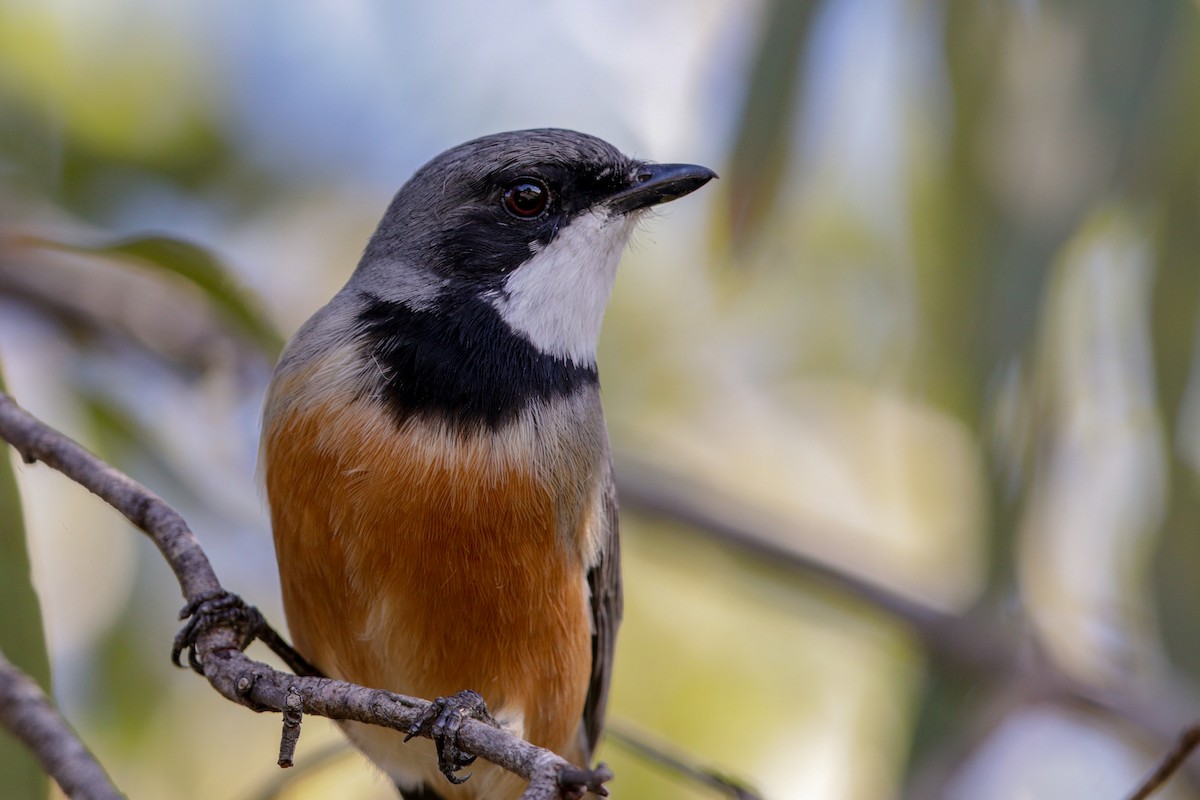 Rufous Whistler - ML99750421