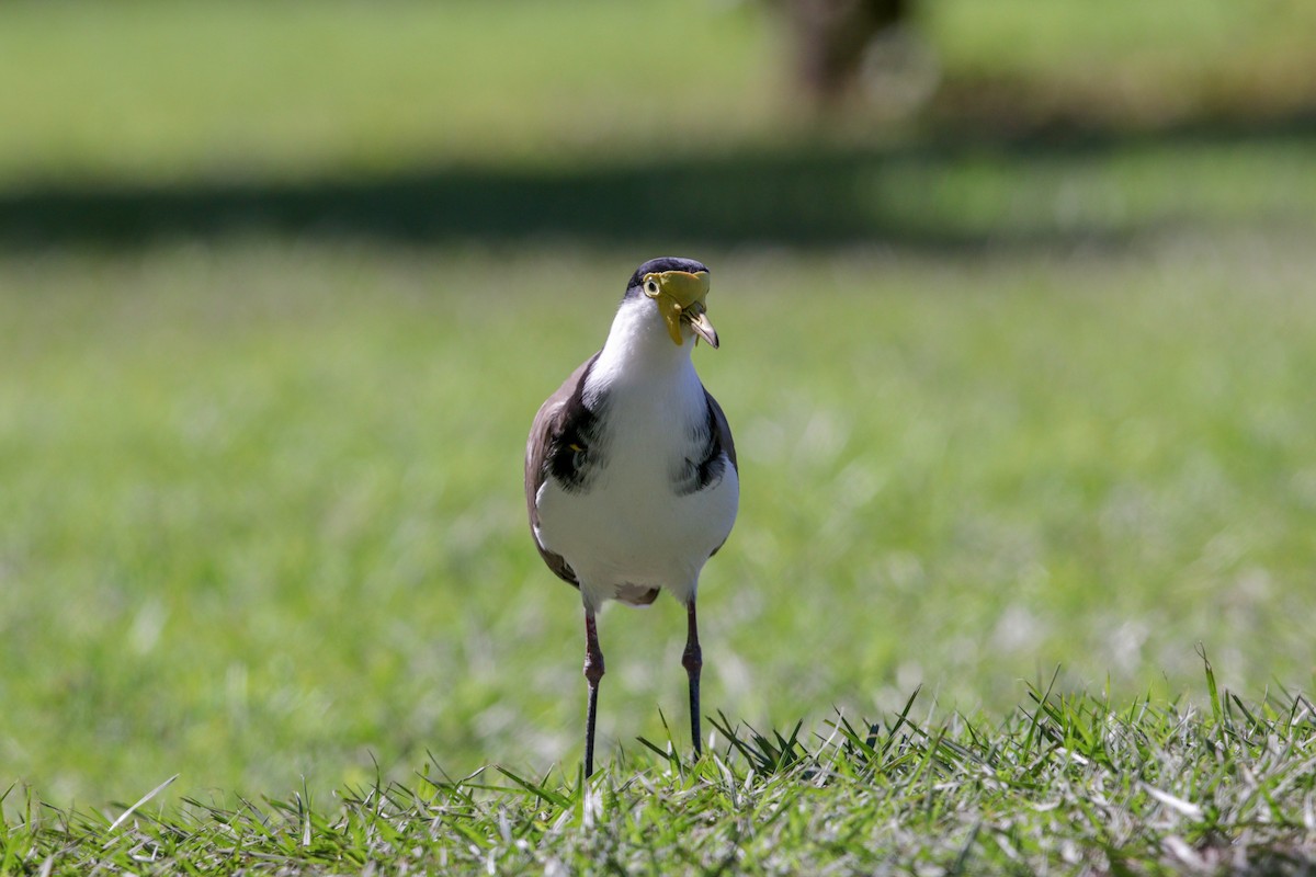 Masked Lapwing (Black-shouldered) - ML99750781