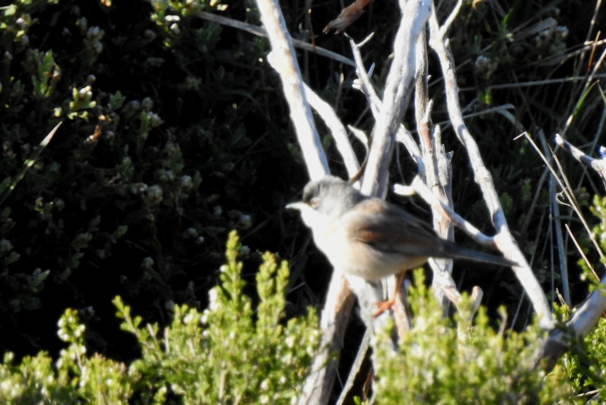 Spectacled Warbler - ML99750811