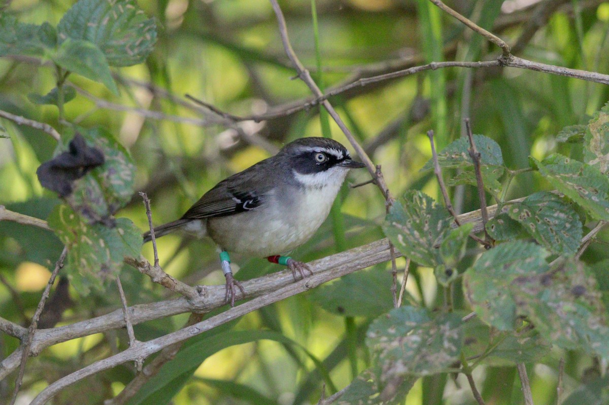 White-browed Scrubwren (Buff-breasted) - ML99751101