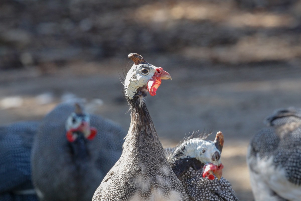 Helmeted Guineafowl (Domestic type) - ML99751291