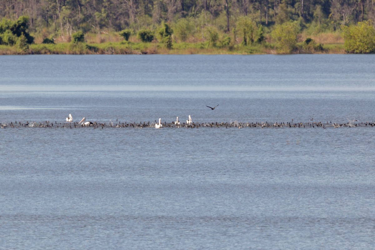 Cormorán sp. - ML99751471